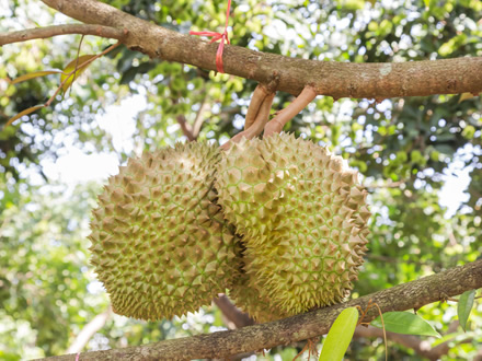 In October, Vietnam imported more fresh durian than Thailand, and the price kept falling