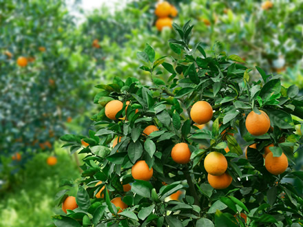 In 2019/20, the global output of fresh oranges decreased by 7.8 million tons